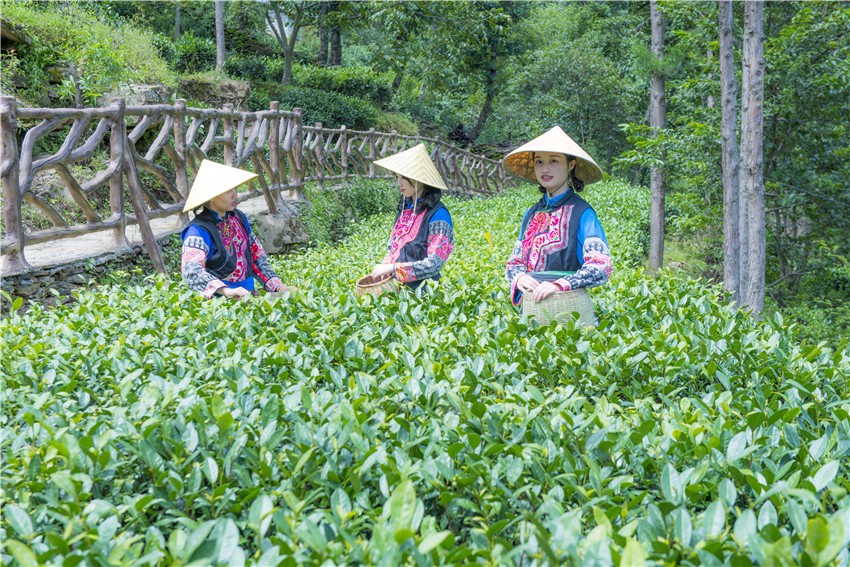 小茶葉培.jpg 小茶葉培.jpg