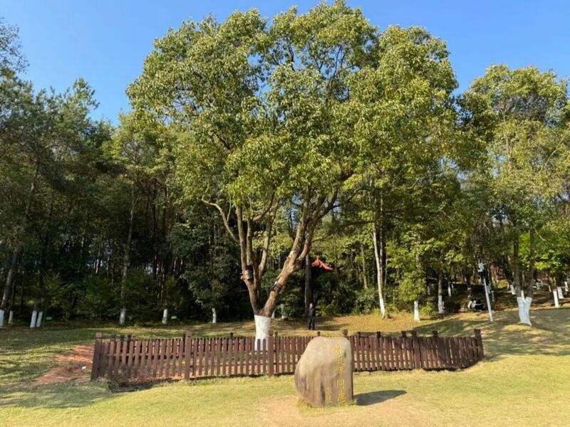 習近平同志為福建省長汀縣水土保持科教園捐種的香樟樹。圖源:學習時報