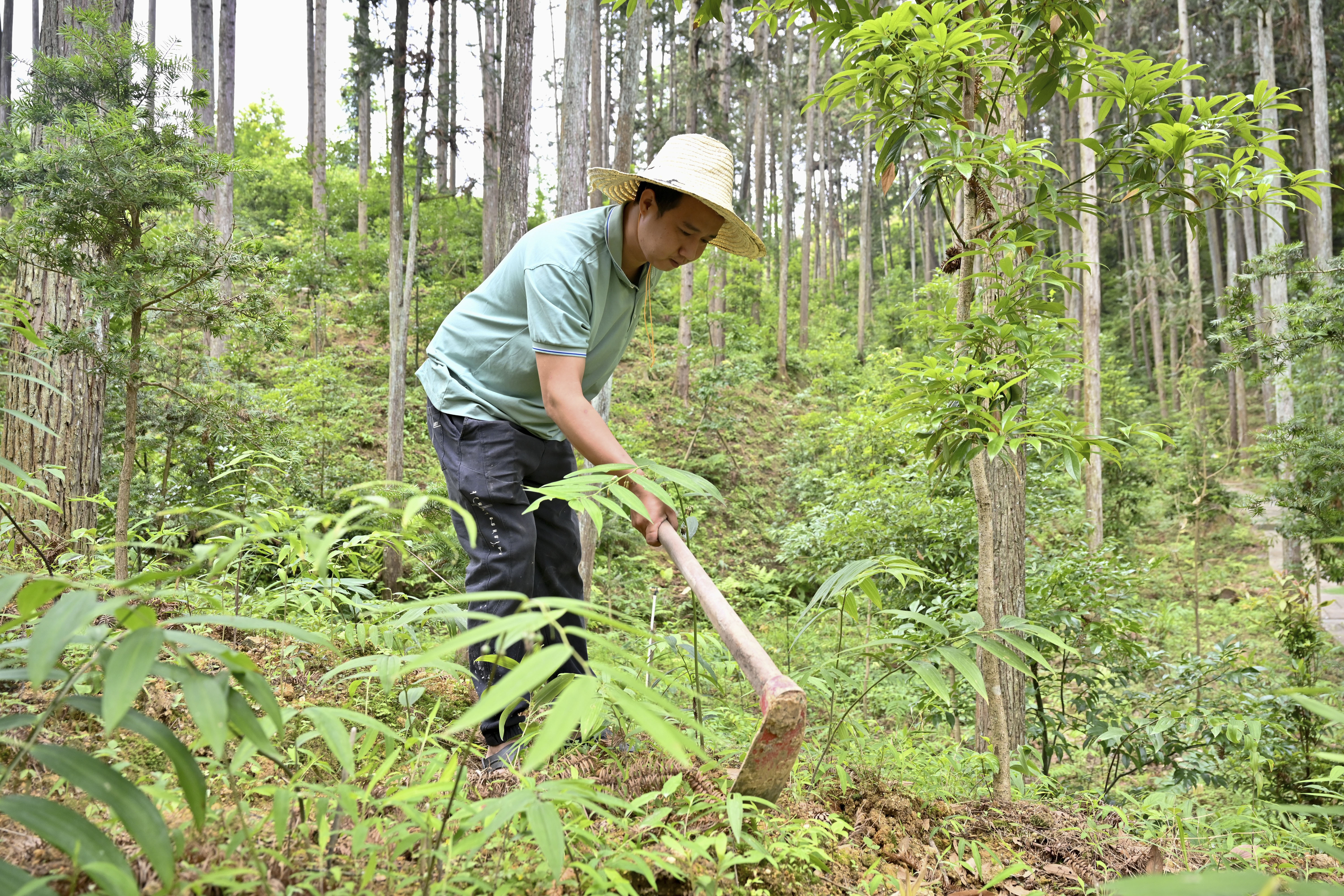 2024年5月9日,福建省三明市馬巖林下經(jīng)濟種植示范基地工人在管理林下種植的多花黃精。