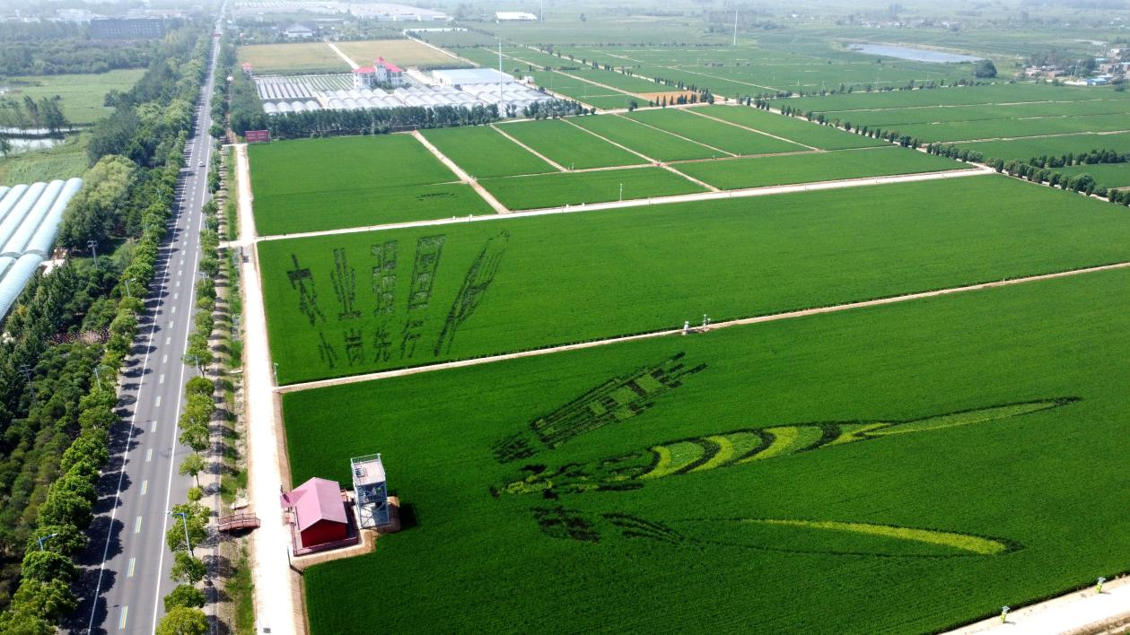俯瞰小崗村高標(biāo)準(zhǔn)農(nóng)田。鳳陽縣委宣傳部供圖