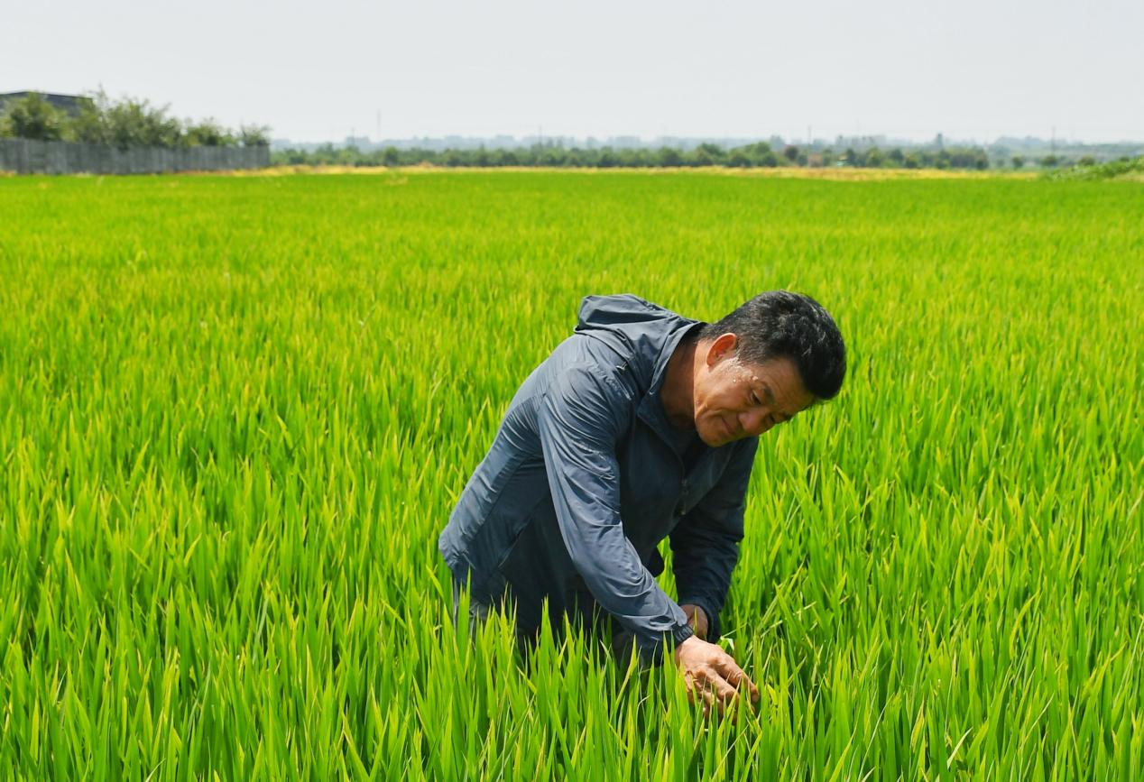 程夕兵在農(nóng)田里檢查水稻種植情況。人民網(wǎng)記者 周坤 攝